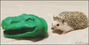 hedgehog putting on a dinosaur mask